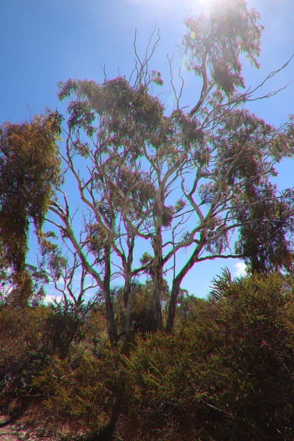 Abundant Wildlife Encounters