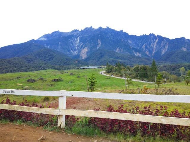 Calf Feeding Experience