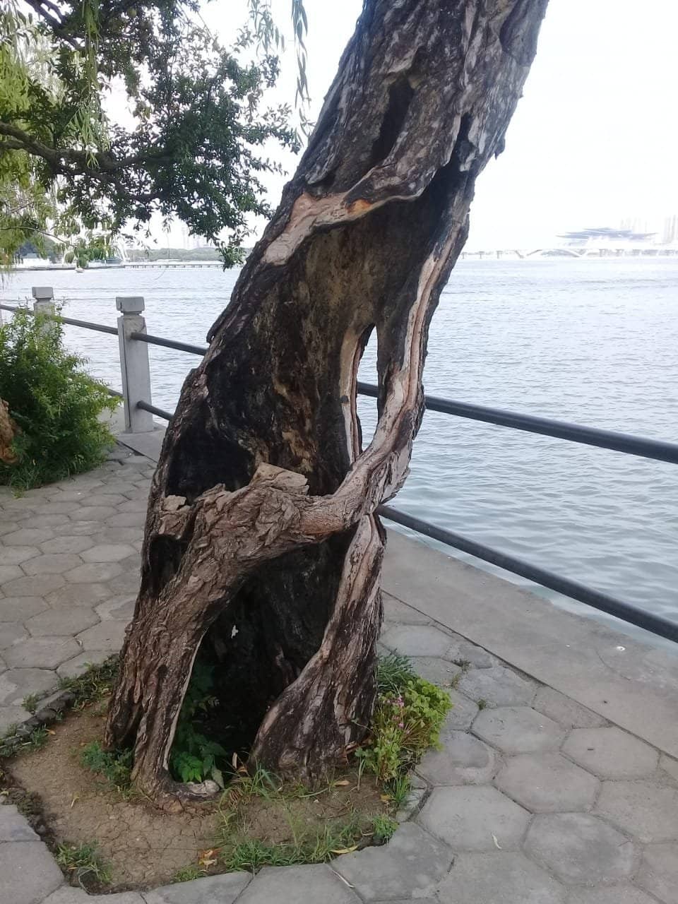 Giant Ferris Wheel Views