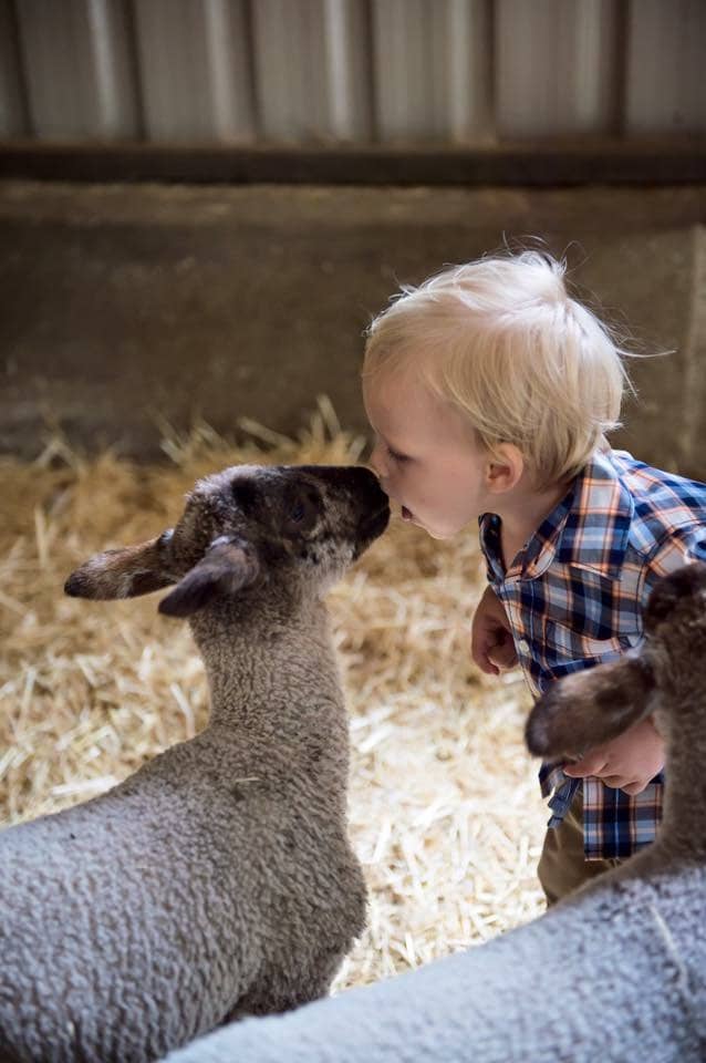 Cow Milking & Feeding