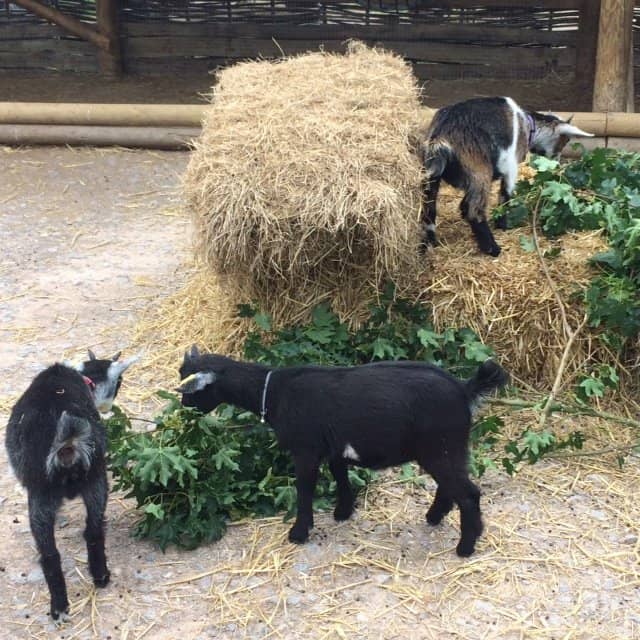 Interactive Animal Encounters