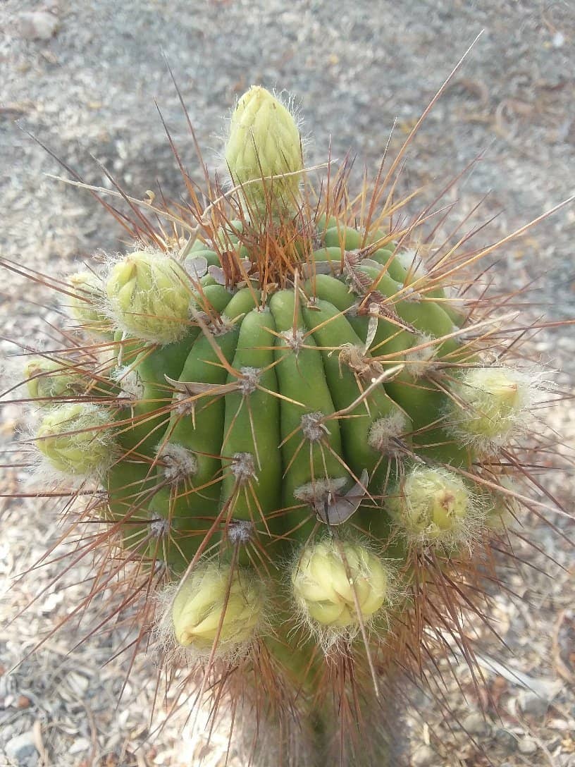 Native Desert Botanical Gardens
