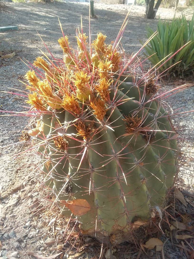 The Roadrunner's Home