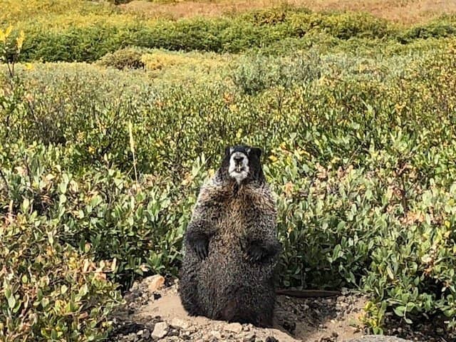 Panoramic Mountain Vistas