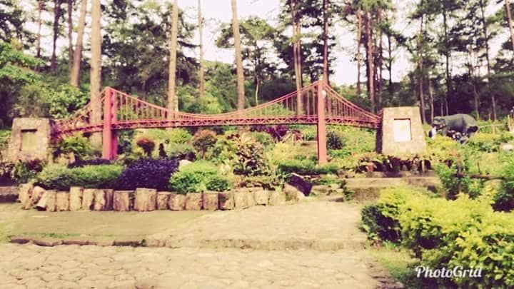 Blooming Flower Displays