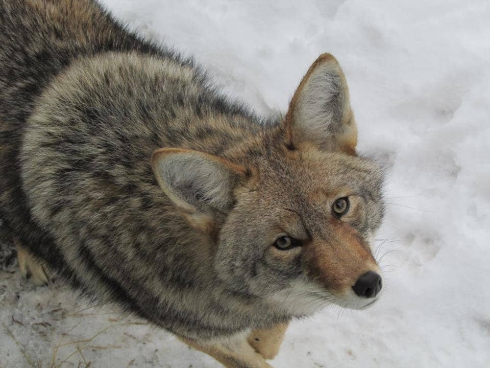 Petting Zoo & Splash Zone