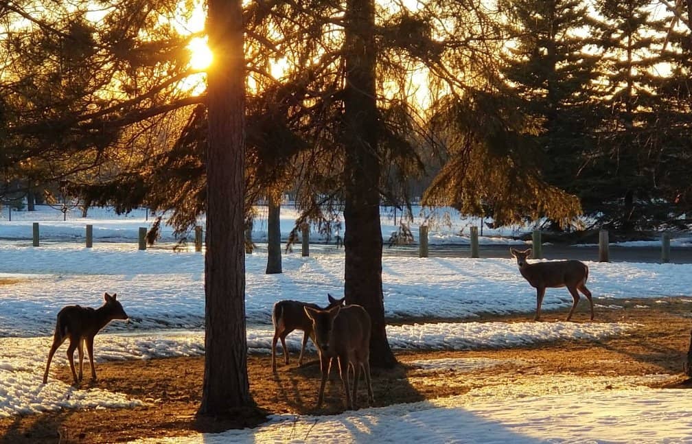 Presque Isle Ore Dock