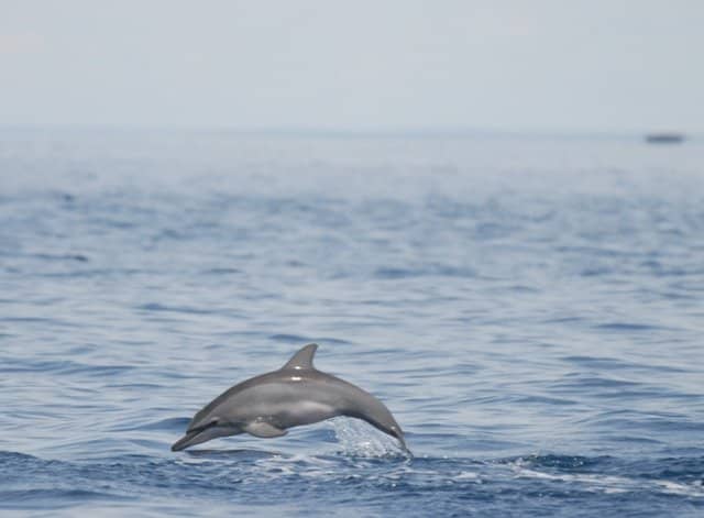 Dolphin Watching