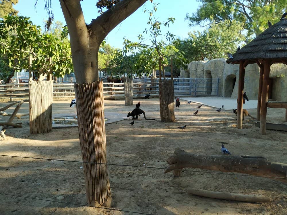 Meerkats' Lively Antics