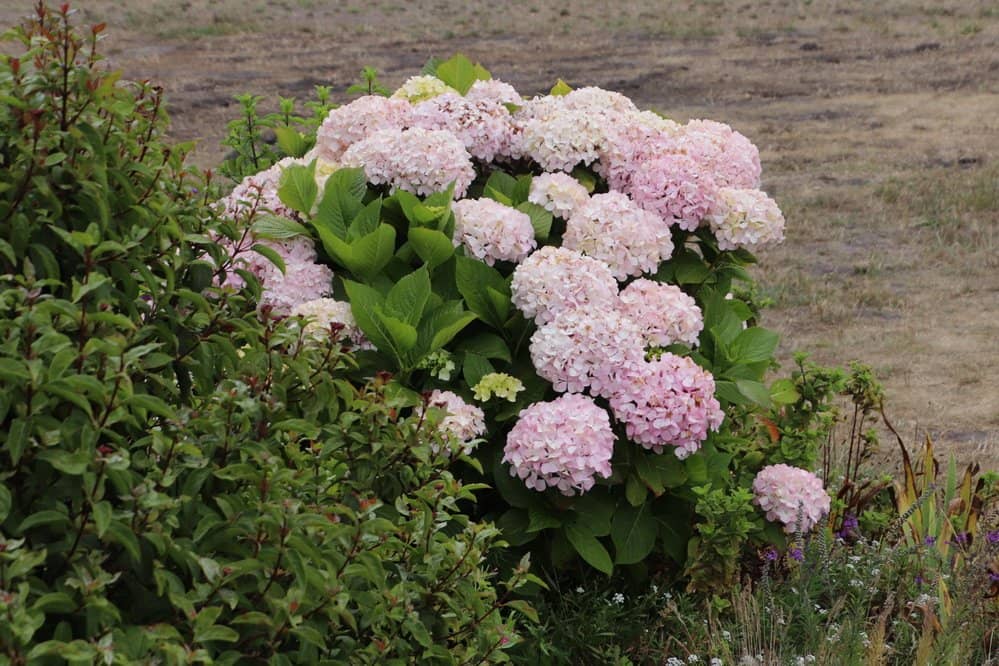Coastal Walking Paths
