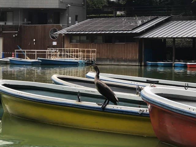 Night Cherry Blossom Illumination