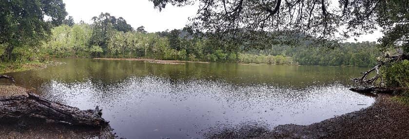 Ancient Araucaria Forests