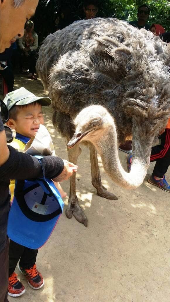 Diverse Petting Zoo Animals