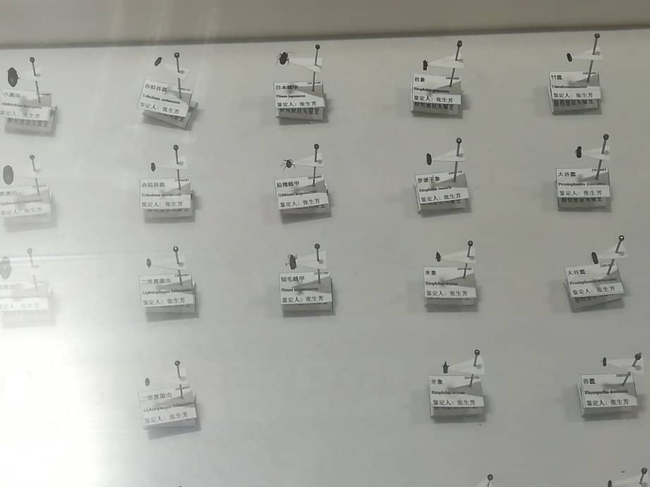 Stuffed Animal Displays