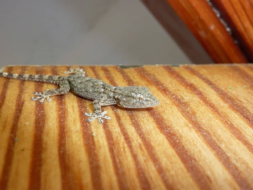 Flora and Fauna Signage