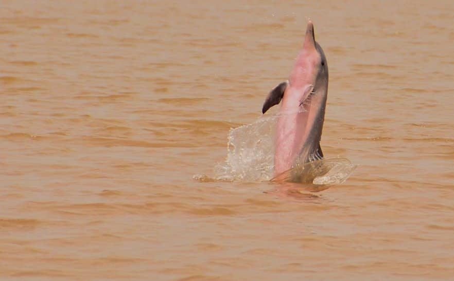 Pink River Dolphin Sightings