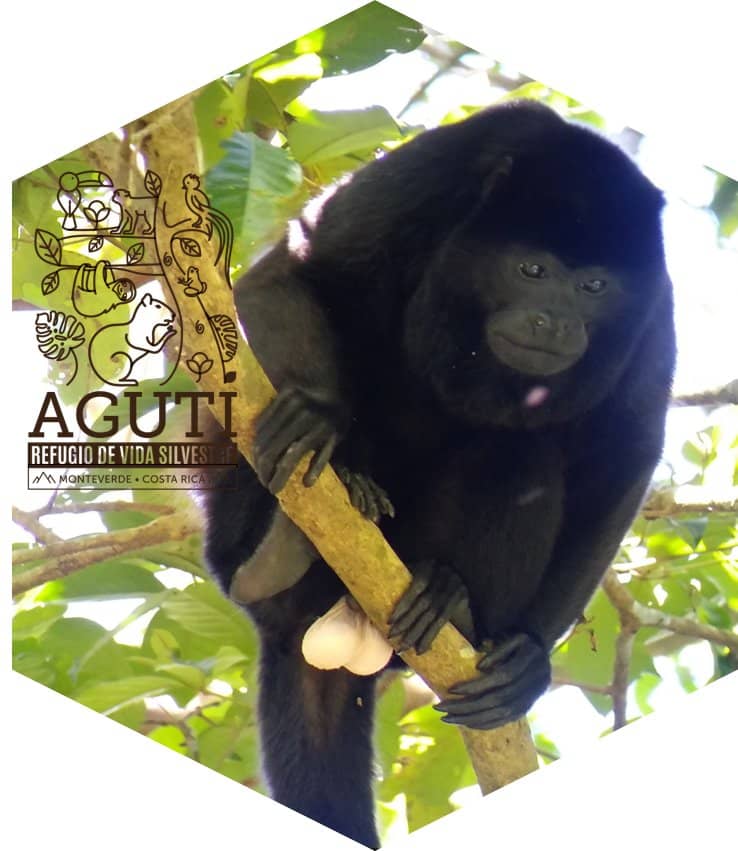 Giant Strangler Figs