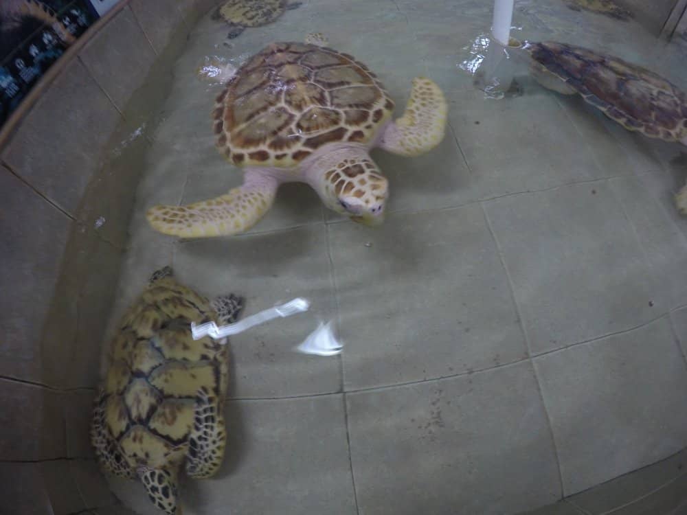 Diverse Turtle Species