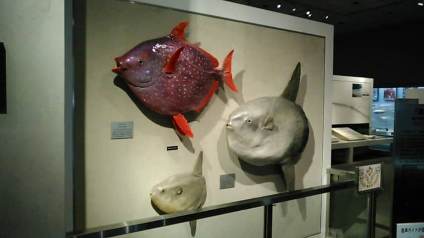 Human History of Boso
