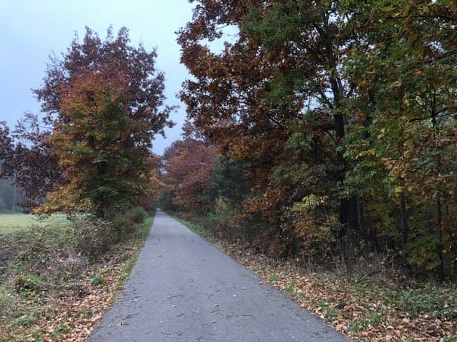 Niepolomice Forest Trails