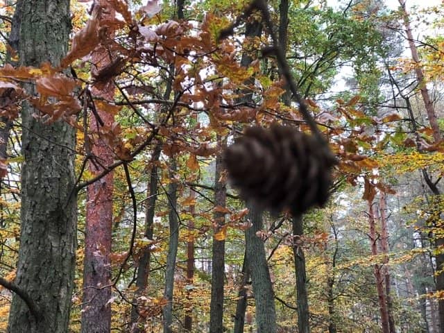 Bison Breeding Center