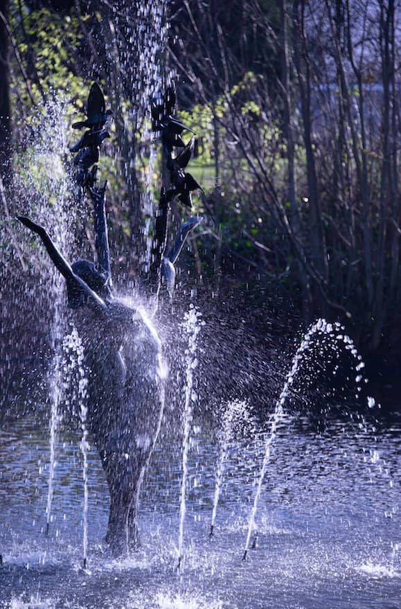 Bird and Duck Watching
