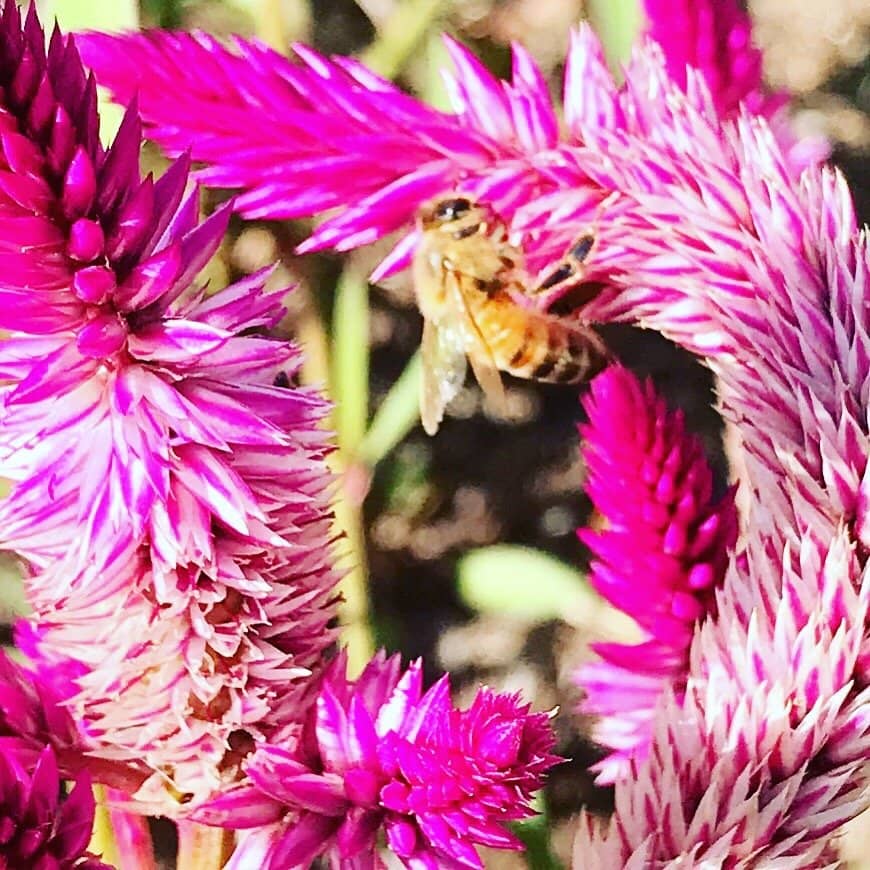 Annual & Perennial Gardens