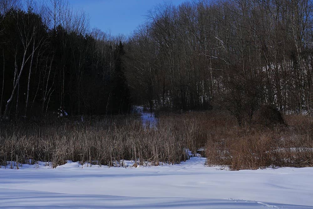 Gould Lake Shoreline