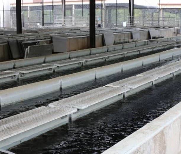 Aquatic Ecosystem Education