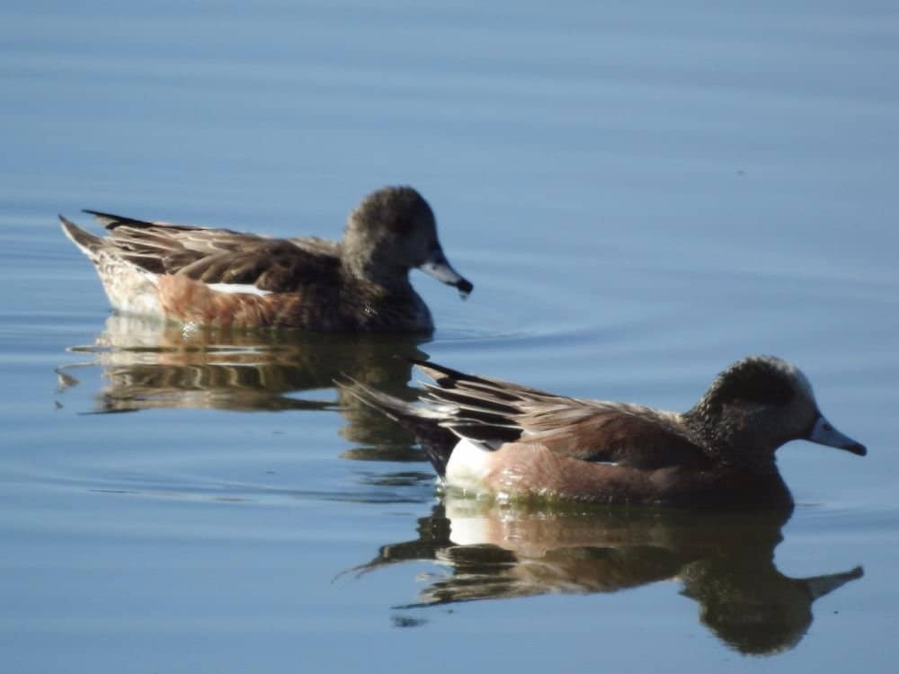 Dawn and Dusk Flights