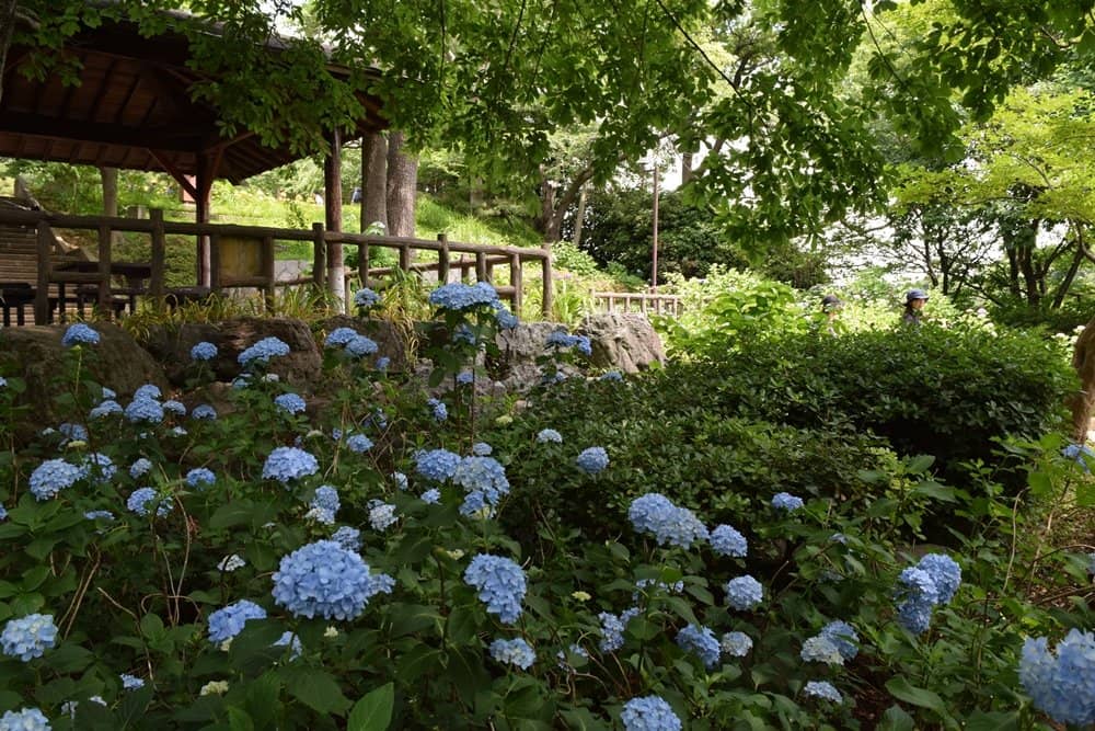 Aquatic Botanical Garden
