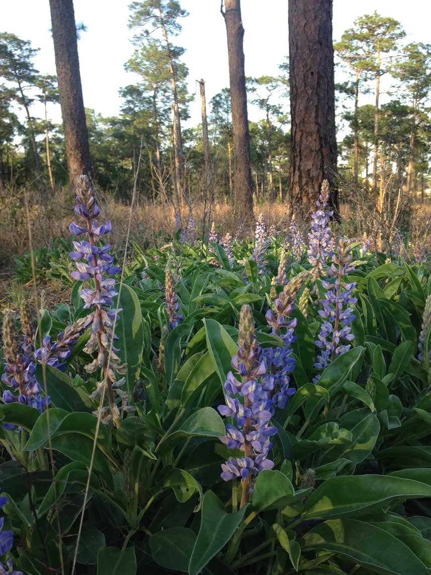 Japanese Maple Collection