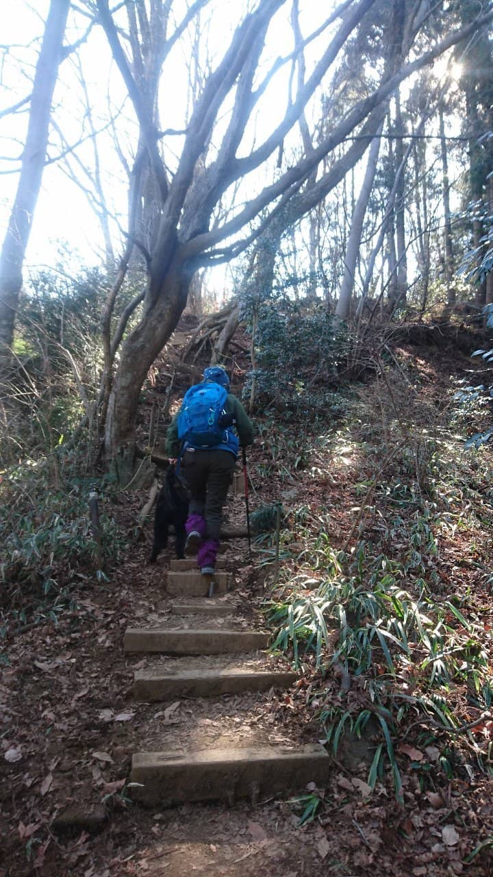 Serene Forest Trails