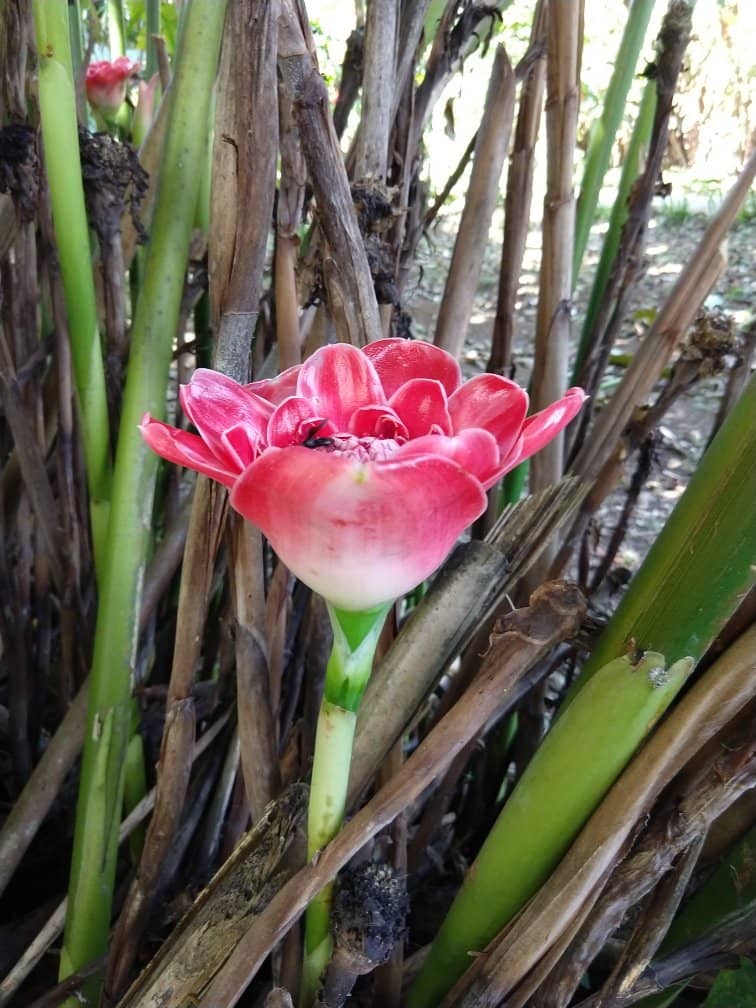 Lush Botanical Gardens