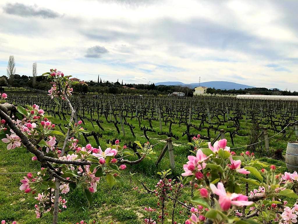 Artisanal Pizza & Local Cuisine