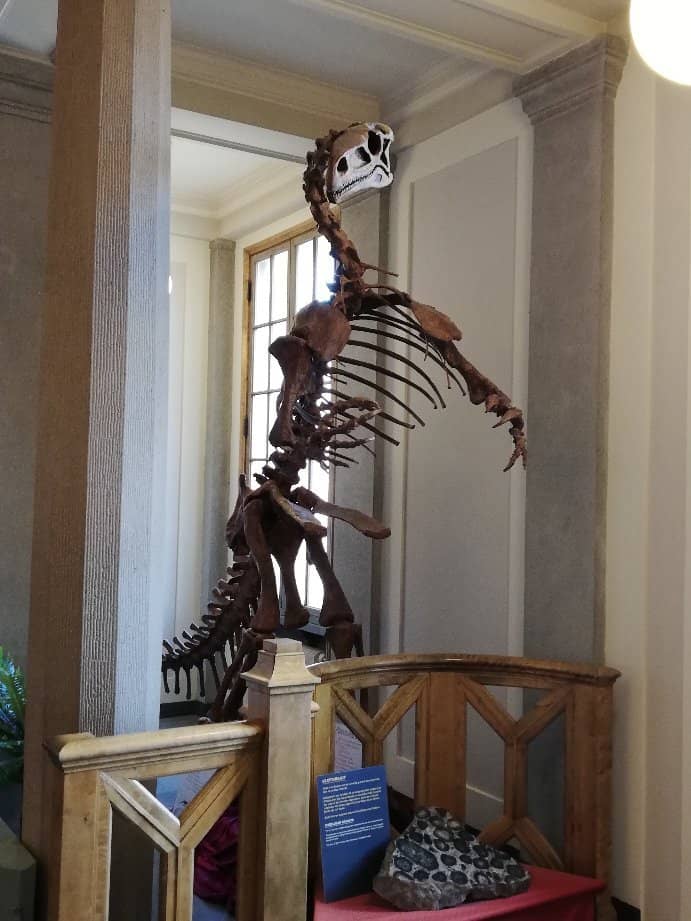 Taxidermy Collection