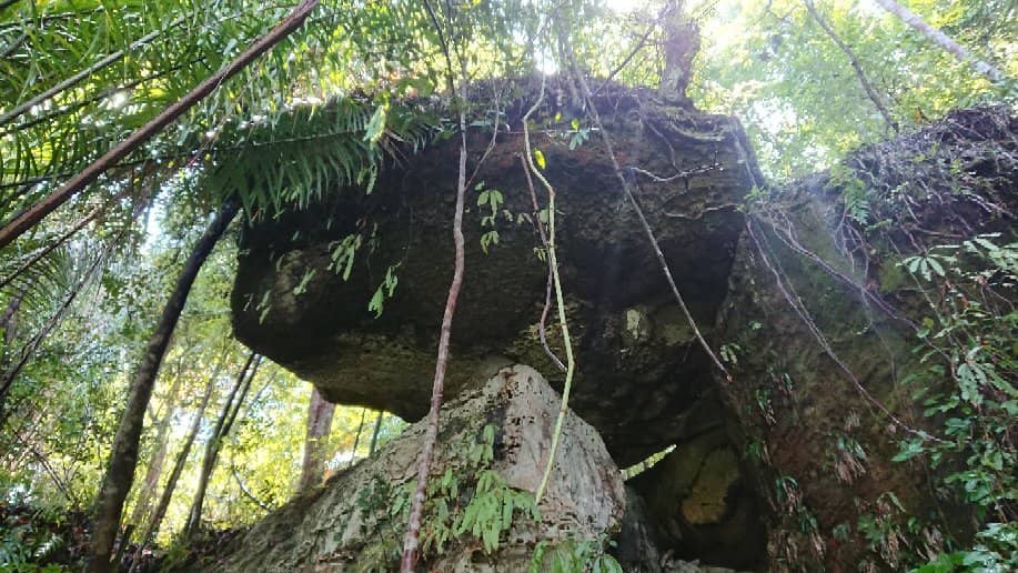 Jungle Trails