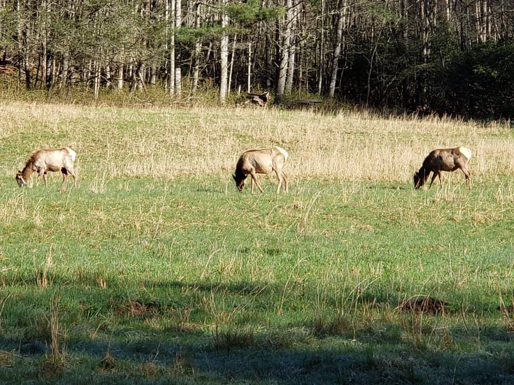 Majestic Elk Herd