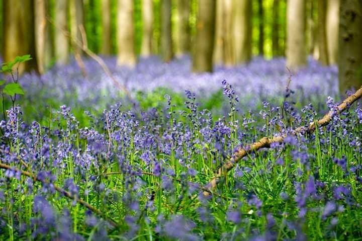 The 'Forbidden Forest' Vibe