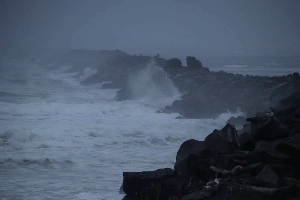 Coastal Wildlife Spotting