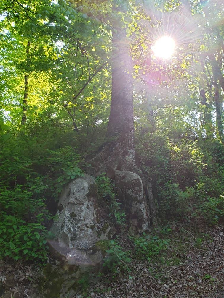 Covered Picnic Pavilion
