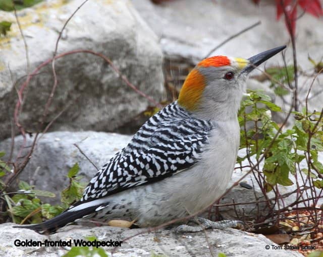 Nature Center Exhibits