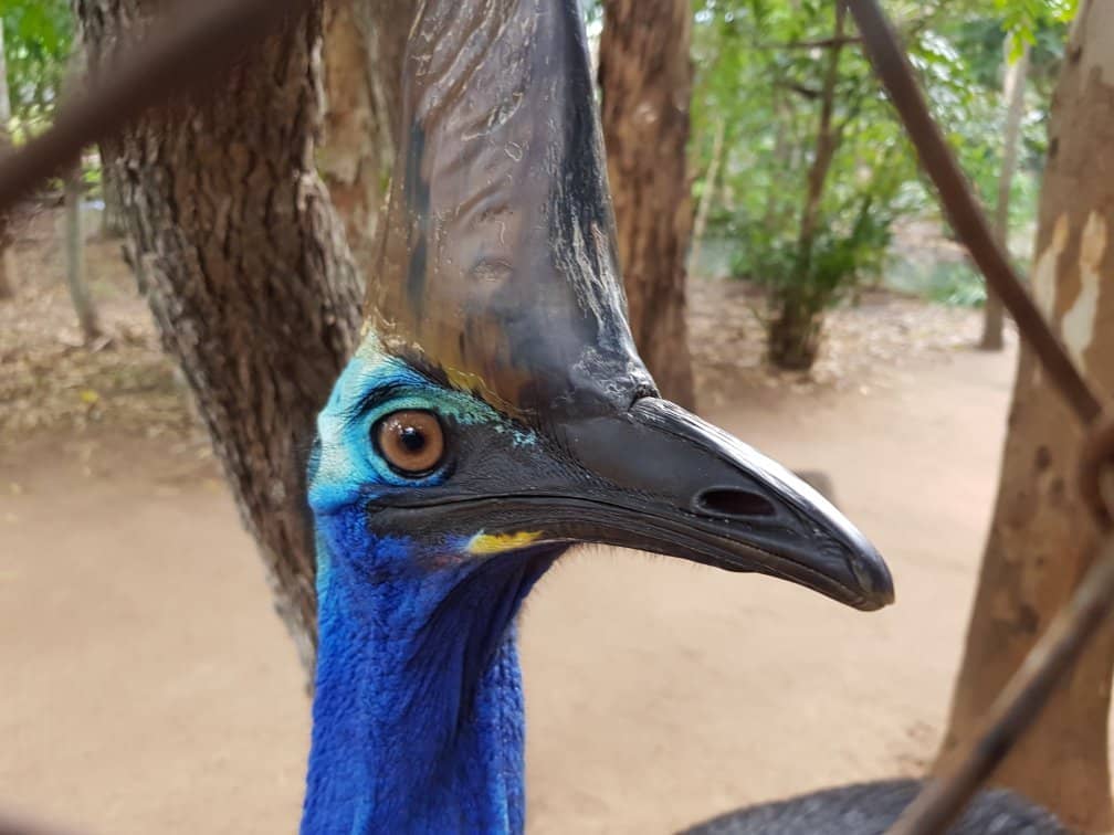 Crocodile Feeding Frenzy