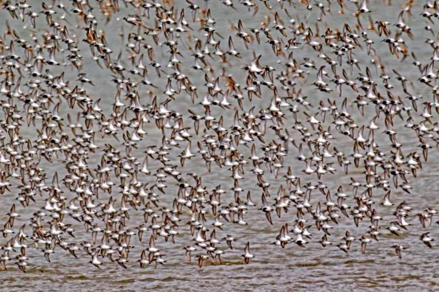 Birdwatching Opportunities