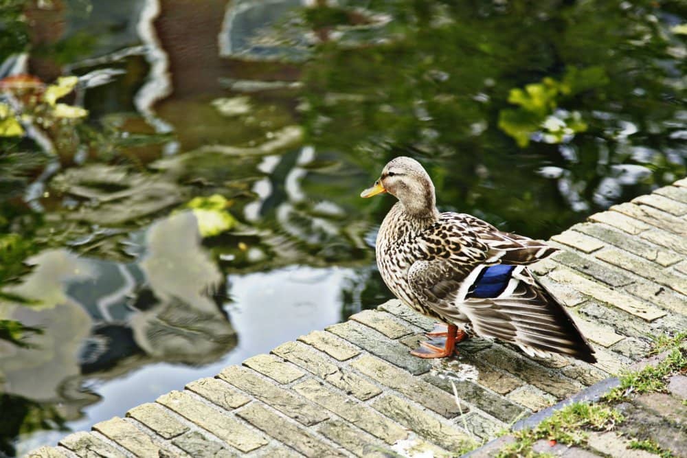 Vibrant Japanese Flora