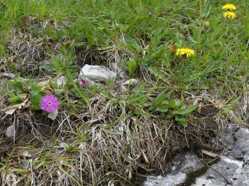 Hölltobel Waterfall