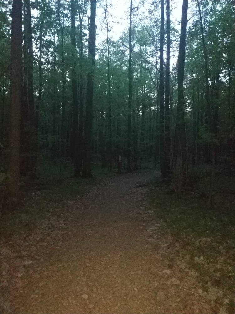 Illuminated Pathways