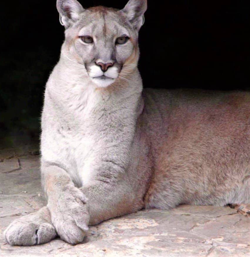 Native Wildlife Encounters