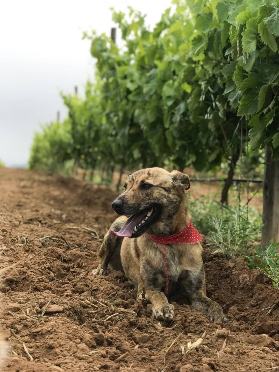 Panoramic Valley Views