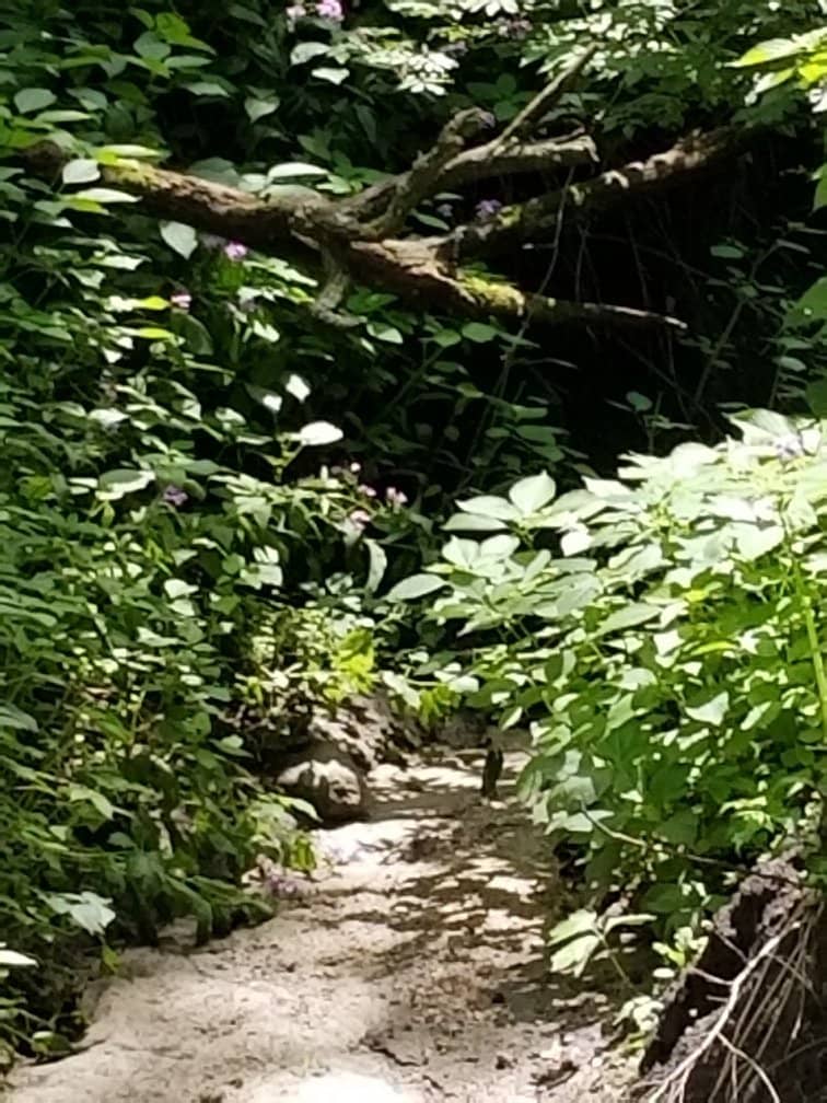 Cottonwood River Views